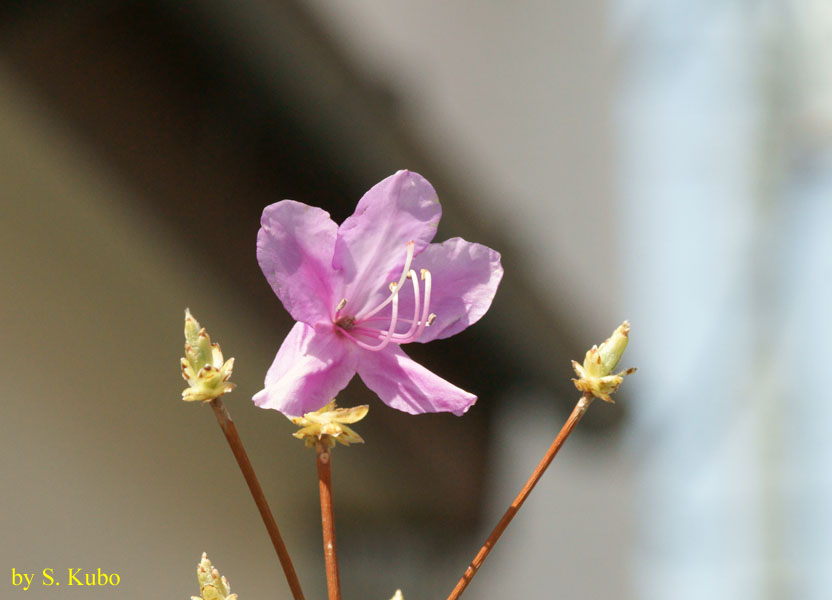 枝先に咲く薄紫の花一輪の写真