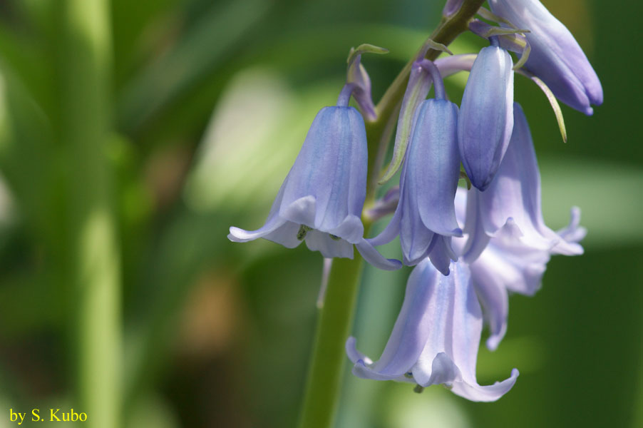 下向きに咲く薄青色の花の写真