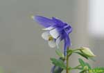 青と白の花の写真