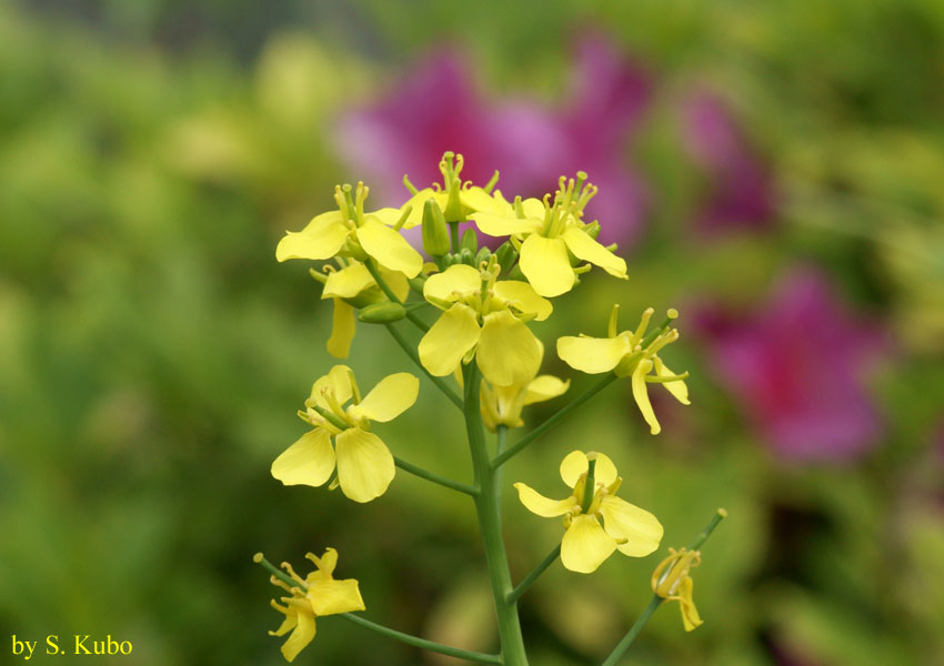 黄色い小さな花の写真
