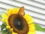 向日葵にとまる蝶の写真