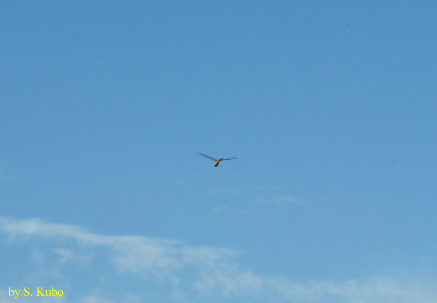 青空を背景に飛ぶトンボの写真