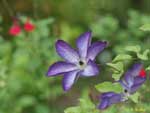 花びらが青の縁取りの花の写真