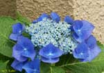 濃い青の花の写真