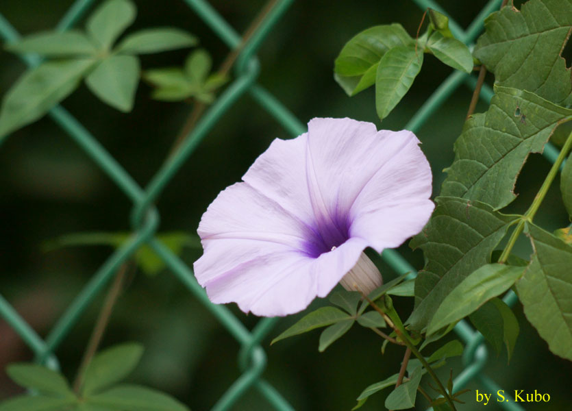 白い花の写真