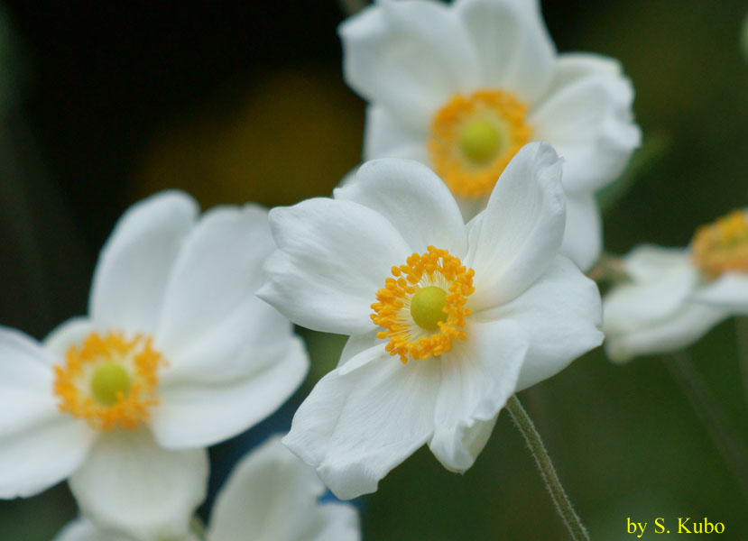 白い花の写真