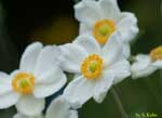 白い花の写真