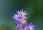 青い花の写真