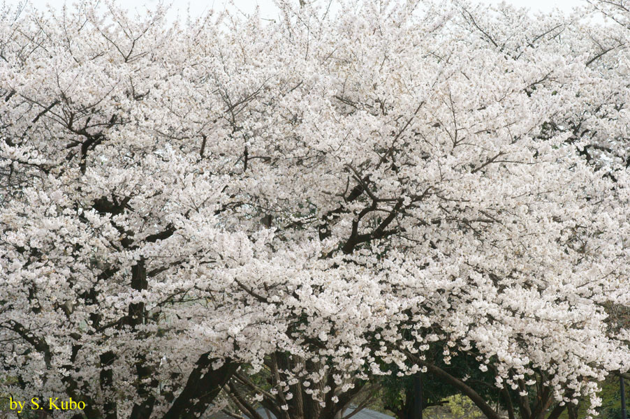 満開の桜の遠景の写真