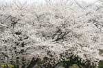 満開の桜の遠景の写真
