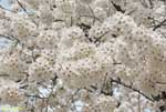 満開の桜の花の塊の写真