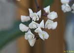 小さな白い花の写真