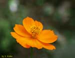 オレンジ色の花の写真