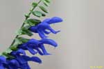 数輪の青い花の写真