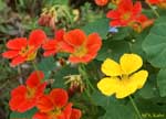 同じ種類の黄色と赤の花の写真