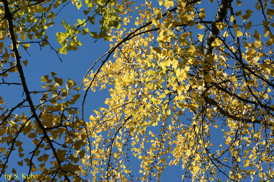青空を背景にした黄葉した葉の写真
