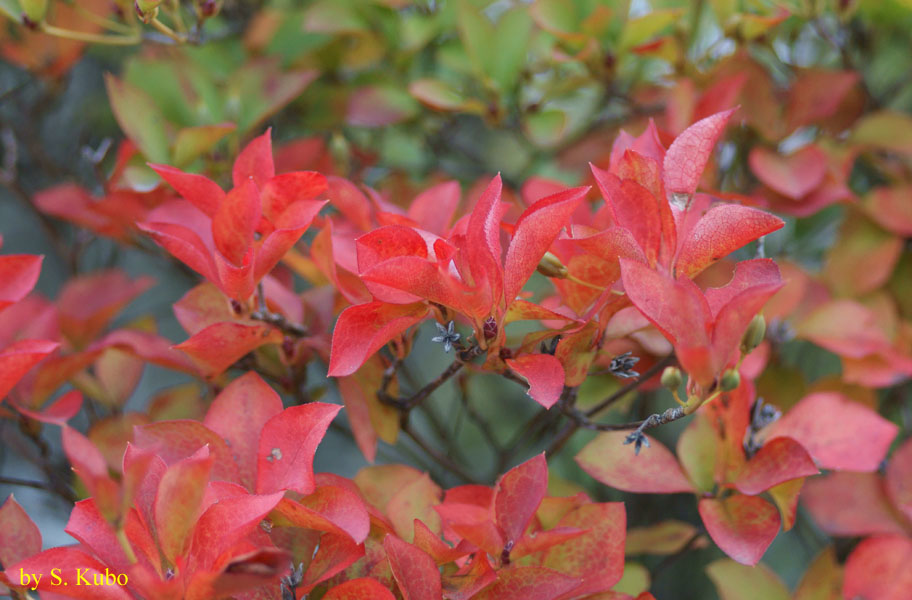 紅葉した葉の写真