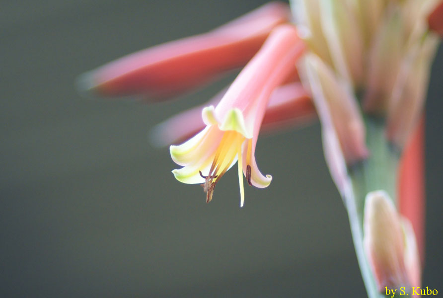 薄い赤の花の写真