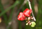 枝先に咲く赤い花の写真