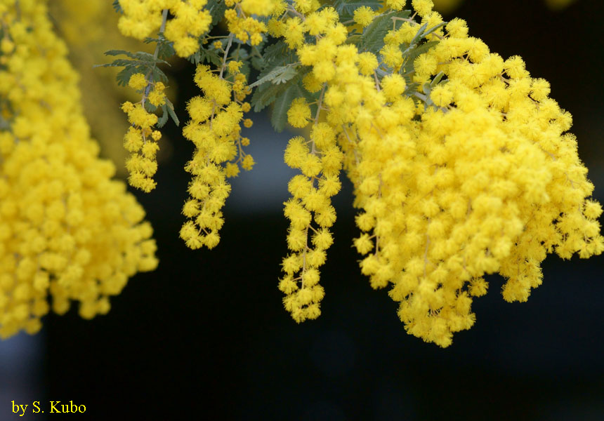 黄色い花の塊の写真