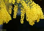 黄色い花の塊の写真