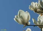 青空を背景にした白い花の写真
