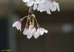 枝先に咲く白い花の写真