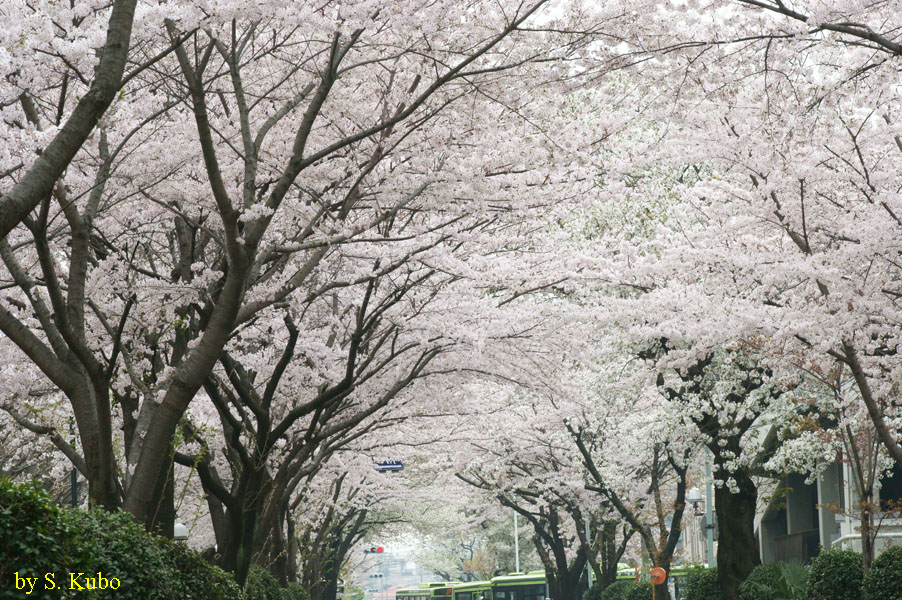 満開の桜のアーチの写真