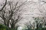 満開の桜のアーチの写真
