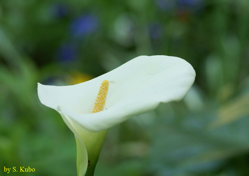 白い花の写真