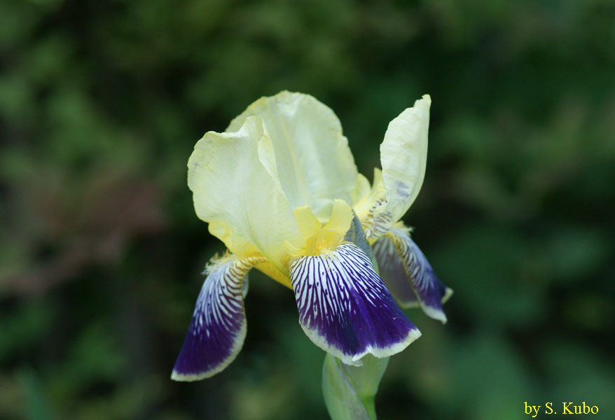 薄黄色と青の２種類の花びらをした花の写真