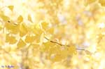黄色の葉の写真