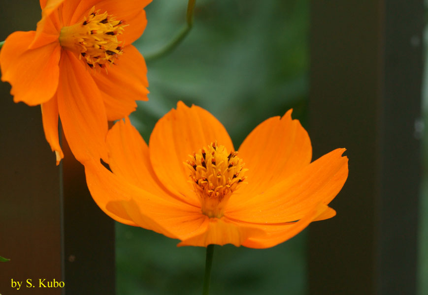 オレンジ色の花の写真