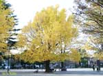 黄葉した大木の写真