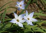 白い花びらの先端部分が青い花の写真