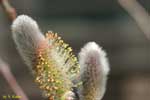 五分咲きの猫柳の花の写真
