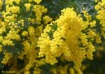 細かい黄色い花の塊の写真