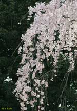垂れ下がる枝に咲く満開の桜の写真