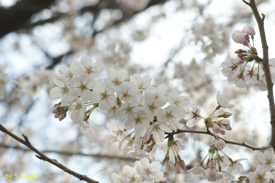枝先に咲く白い花の塊の写真