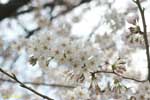 枝先に咲く白い花の塊の写真