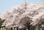 満開の桜の木の全景