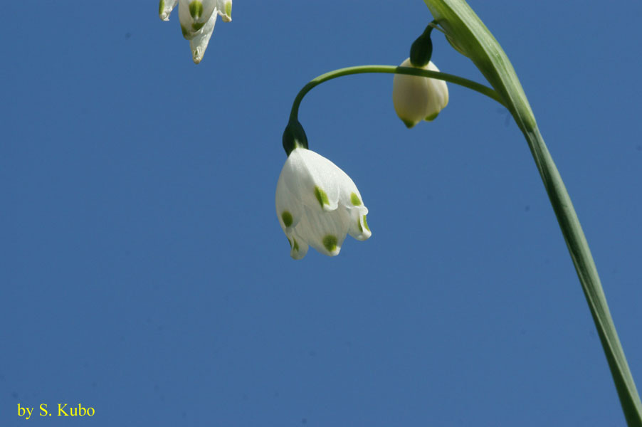 青空を背景にした白い花の写真