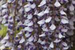 白と紫の連なって咲く花の塊の写真