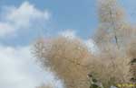 空を背景にした細い枝の塊の写真