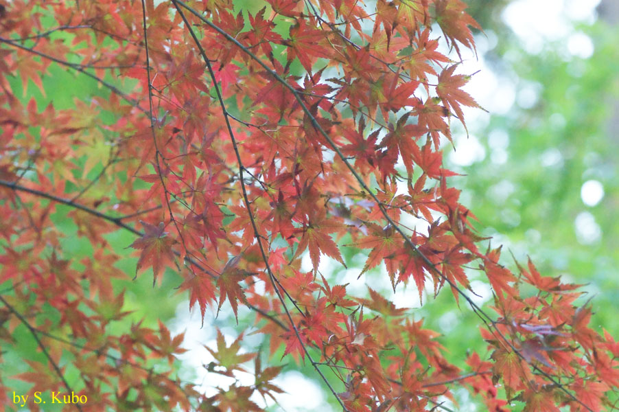 紅葉したもみじの写真