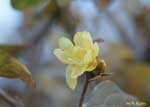 薄黄色の花の写真