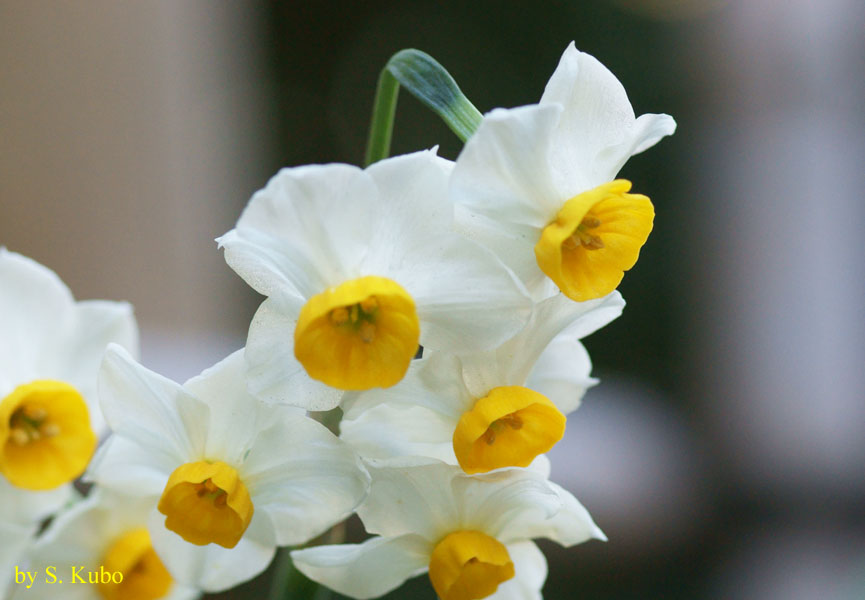 中心が黄色で花びらが白い花の写真