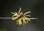 枝先に咲く短冊状の黄色い花の写真