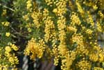 たくさんの粒状の黄色い花の写真