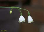 細い茎の先端に下向きに咲く白い花の写真